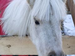 -北京群众马术培训基地