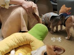 -逗柴咖啡屋·狗咖猫咖宠物桌游