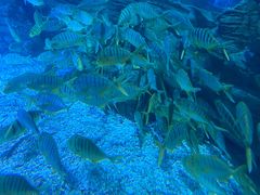 -烟台海昌鲸鲨海洋公园