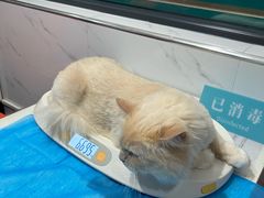 -伟伟宠物医院·CT影像中心·瑞派犬猫综合性门诊(汉口总院)
