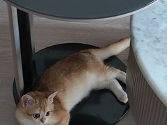 -联合动物医院(光谷诊疗中心)