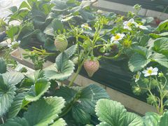 -甜心庄园·甜心草莓采摘园(西青中北店)