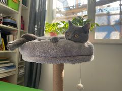 -萌兽医馆·犬猫专科·眼科中心·宠物医院(朝阳门分院)
