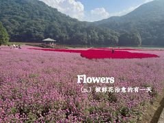 -广州市石门国家森林公园