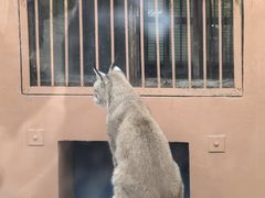 -青藏高原野生动物园
