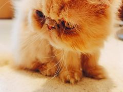 -飞行喵MR PILOT|猫舍·猫咖(静安大融城店)