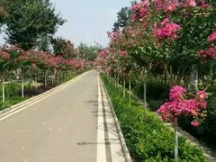 -武汉紫薇都市田园