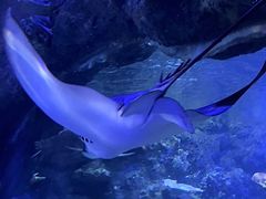 -江和美海洋公园