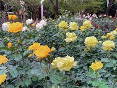 -人民公园(罗湖区)