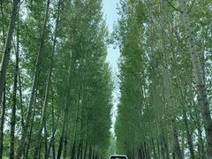 -白洋淀景区
