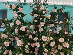 -玉玲珑(陆家嘴店)
