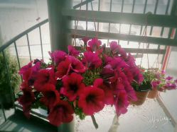 -一花一叶瑜伽生活馆