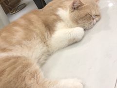 -飞行喵MR PILOT|猫舍·猫咖(静安大融城店)