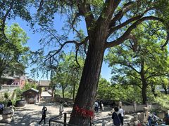 -北京凤凰岭