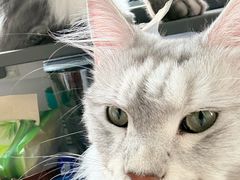 -翊宠yipet猫狗购宠庄园犬舍•猫舍