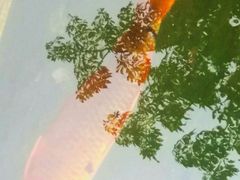 -东风公园