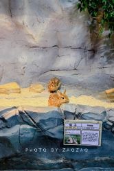 -Zoolung Zoolung动物主题公园(海信广场店)