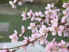 -苏州上方山国家森林公园