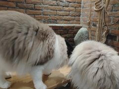 -豆逗聊愈猫阁Easy Life