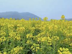 -西京湾花海