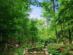 -上海共青森林公园