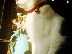海边的猫和咖啡馆-海边的猫和咖啡馆