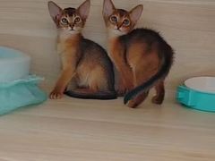 -PETKIT 小佩宠物·德文赛凯猫舍