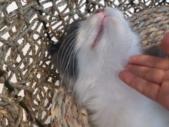 -飞行喵MR PILOT|猫舍·猫咖(静安大融城店)