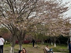 -高东镇樱花园