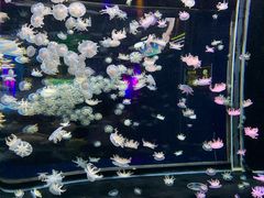 -太平洋海底世界