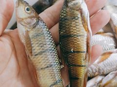 -畲乡一品鱼府土菜馆