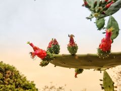 -天适樱花悠乐园