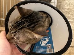 -创凡宠物医院·骨专科  猫科中心(西乡分院)