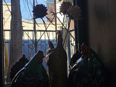 -管中炸鸡(建国道店)