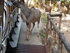 -清迈夜间动物园