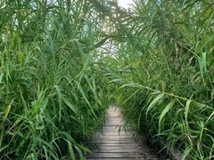 -宁波杭州湾国家湿地公园