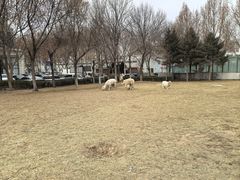 -廊坊固安福朋喜来登酒店