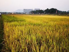 -光明小镇欢乐田园