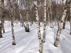 -多乐美地滑雪场