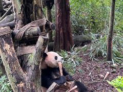 -中国大熊猫保护研究中心雅安碧峰峡基地