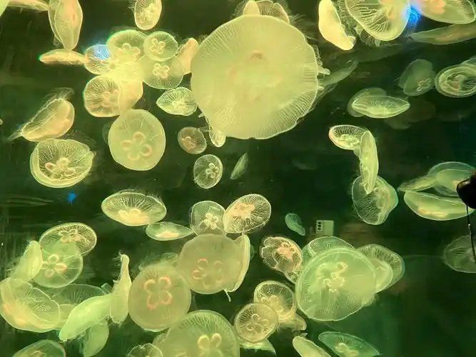 水族馆的水母
