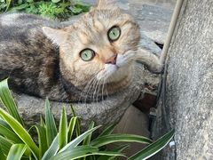 -喵屿·大理花园猫咖