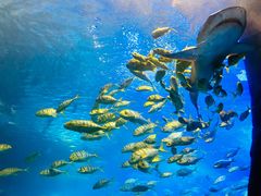 -太平洋海底世界