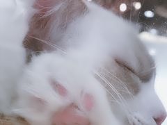 -藏猫猫咖啡主题馆(中央大道店)