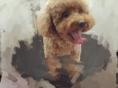 -萌萌喵宠物(百水芊城阅水坊店)