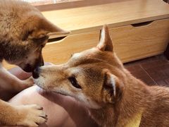 -柴犬高等学院·狗咖·柴犬售卖·宠物训练