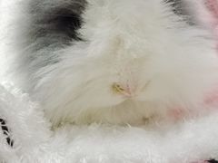 -爱侣宠医·鹦鹉专科·小型哺乳类·异宠专科(灵石路店)