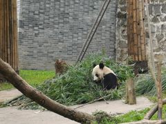 -都江堰中华大熊猫苑