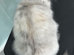 -爱洗澡的猫(望京店)