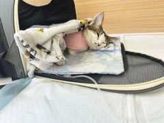 -达爱动物医院·犬猫分区·CT·复杂眼科(远洋山水分院)